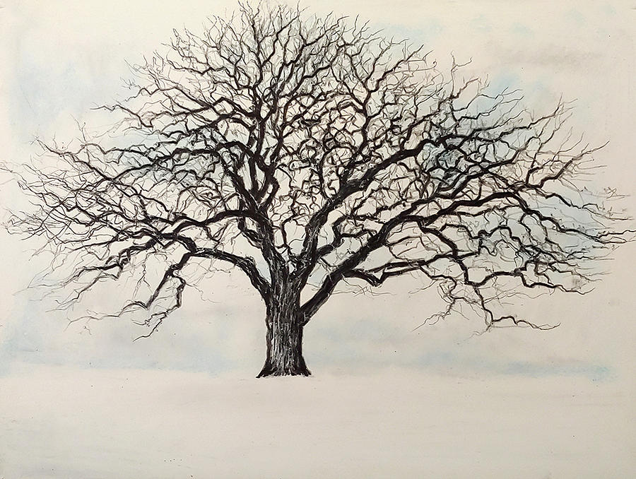 Winter Oak Tree Drawing by Steve Langenecker
