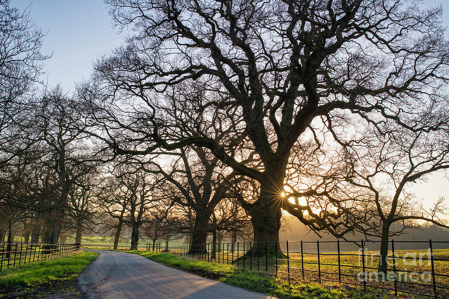 Winter Oak Trees in the Cotswolds Photograph by Tim Gainey