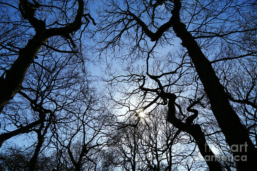 Winter oak trees silhouetted against the sky Photograph by James Brunker