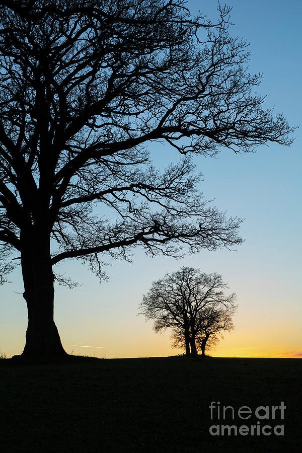Winter Oaks at Dusk  Photograph by Tim Gainey