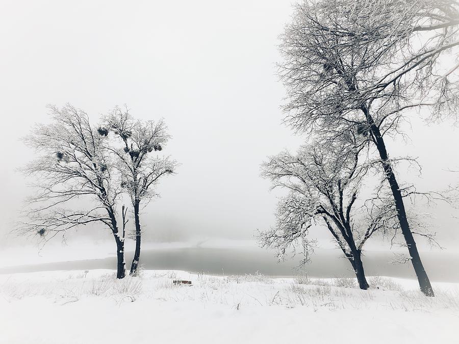 Winter Oaks II Photograph by Steph Gabler