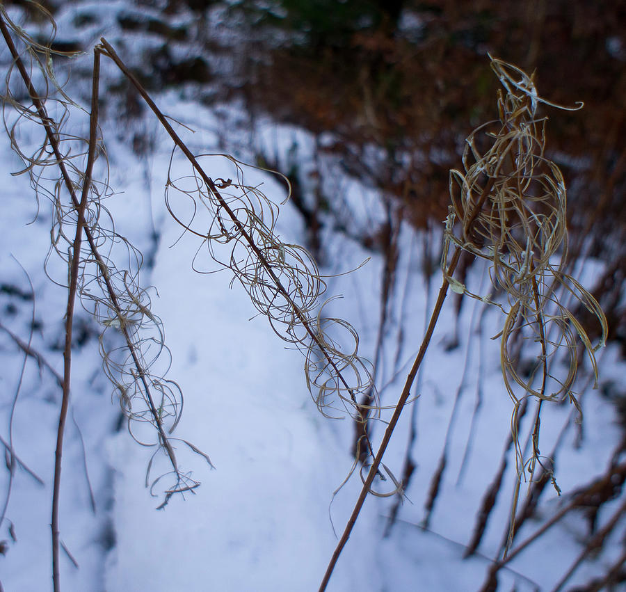 Winter of Fireweed Photograph by Elena Perelman