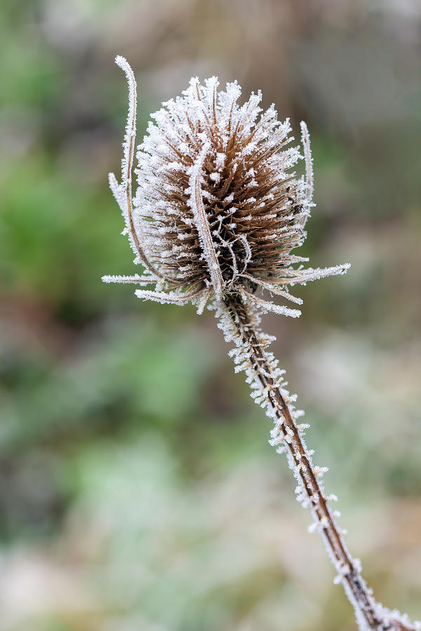 Winter on a teasel Photograph by Steev Stamford