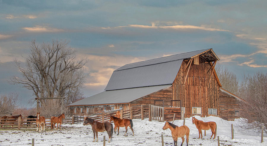 Winter On An Idaho Farm Photograph by Marcy Wielfaert