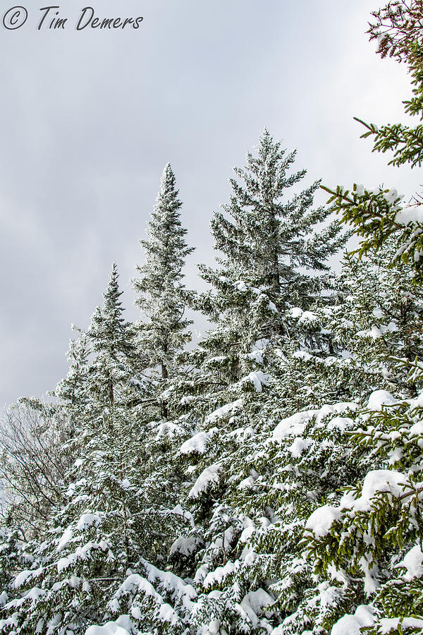 Winter on Mount Van Hovenberg, Adirondacks Photograph by Tim Demers ...