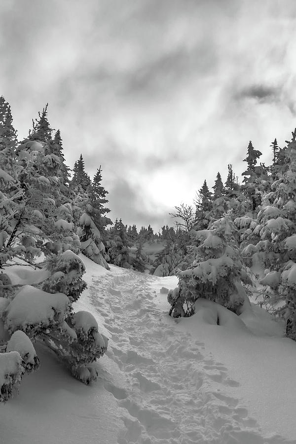 Winter on the Ammo Trail Vertical Photograph by White Mountain Images