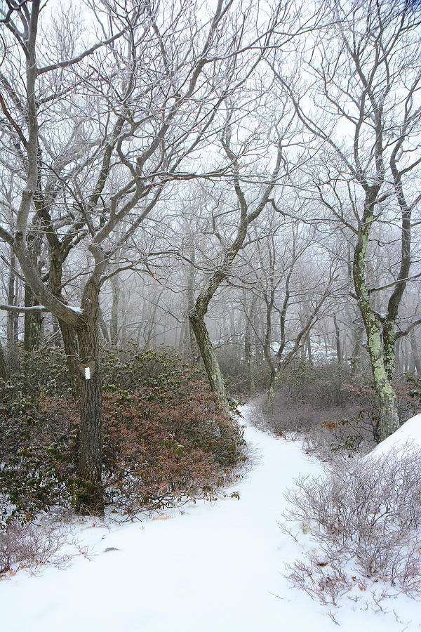 Winter on The Appalachian Trail Bear Mountain Section 5 Photograph by Raymond Salani III