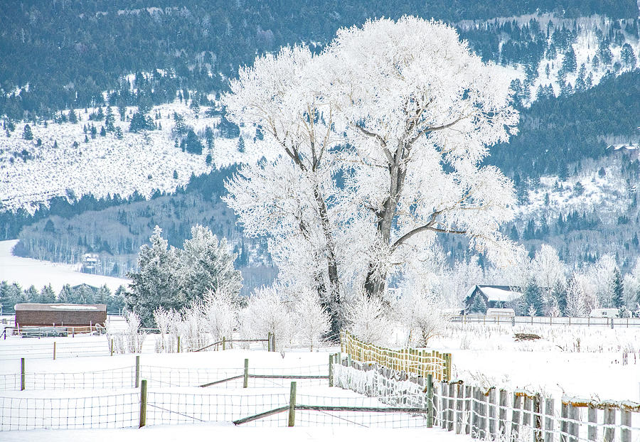 Winter on the Ranch Photograph by Marcy Wielfaert