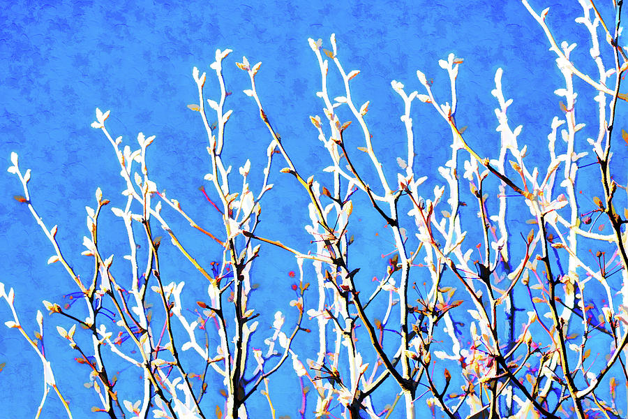 Winter or Spring Photograph by Debra Martz