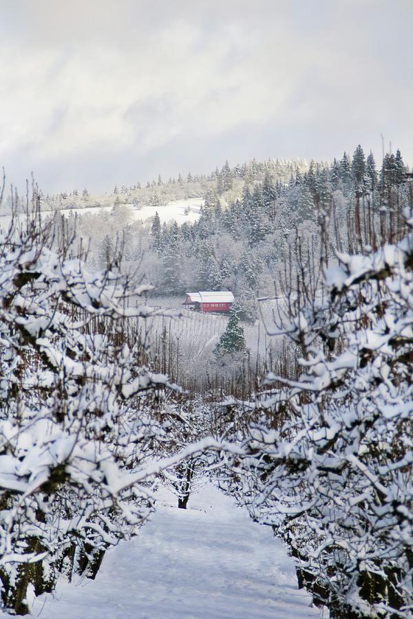 Winter Orchards Photograph By Danika Pnw Fine Art America