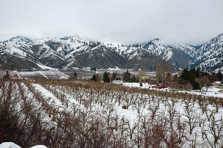 Winter Orchards Photograph by Tom Cochran