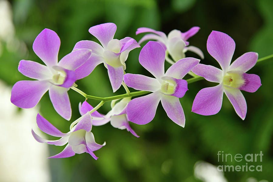 Winter Orchids Photograph by Robert Tubesing Fine Art America