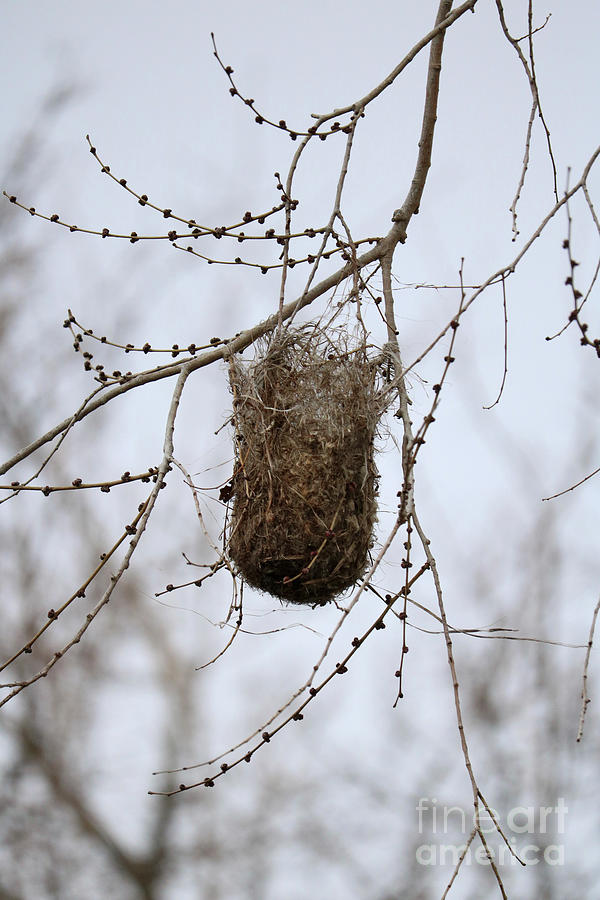 Winter Oriole Nest Photograph by Carol Groenen