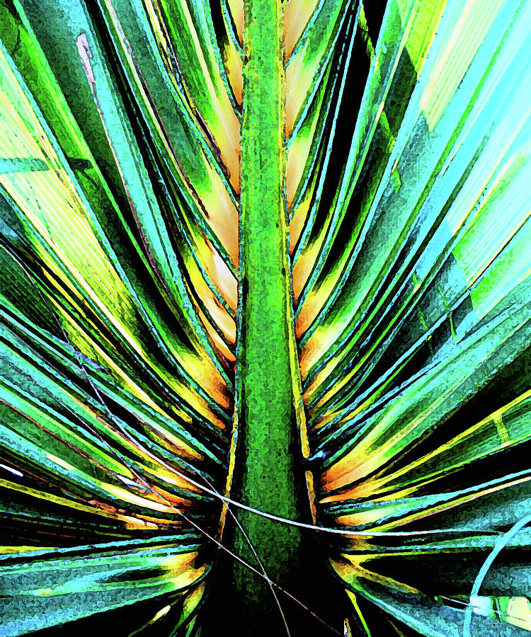 Winter Palm Fond Photograph by Theresa Fairchild