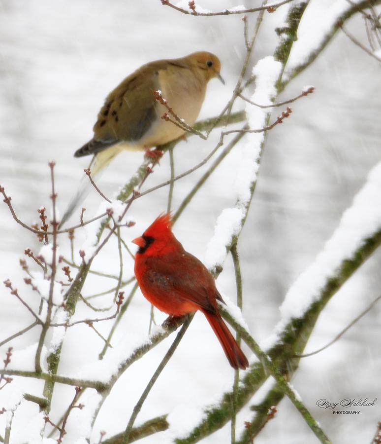 Winter Pals Photograph by Mary Walchuck