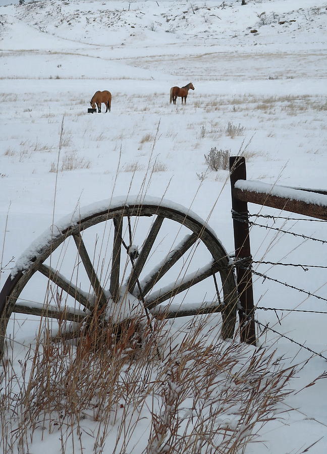 Winter Pasture Photograph by Katie Keenan