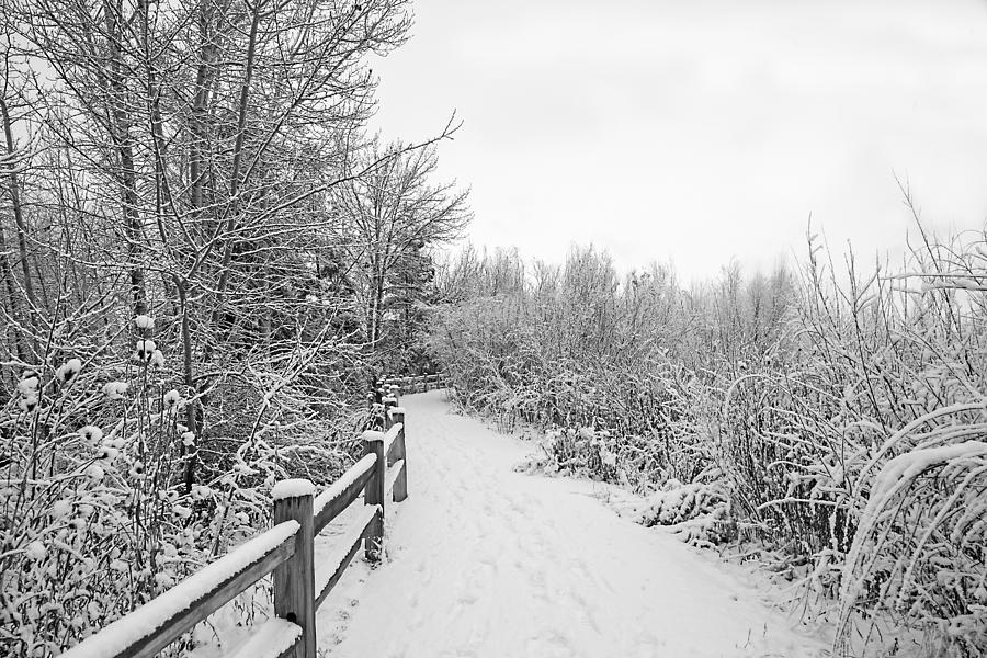 Winter Path Photograph by Dart Humeston