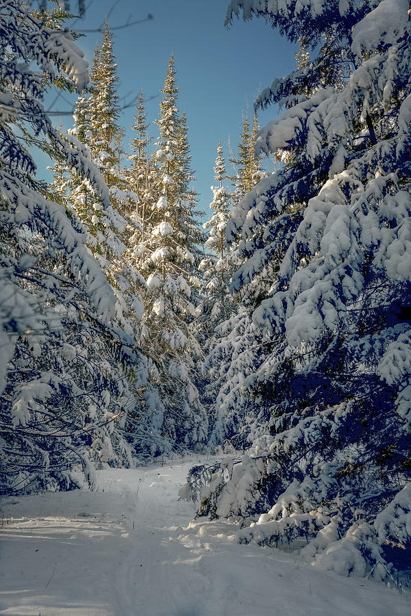 Winter Path Photograph by David Heilman