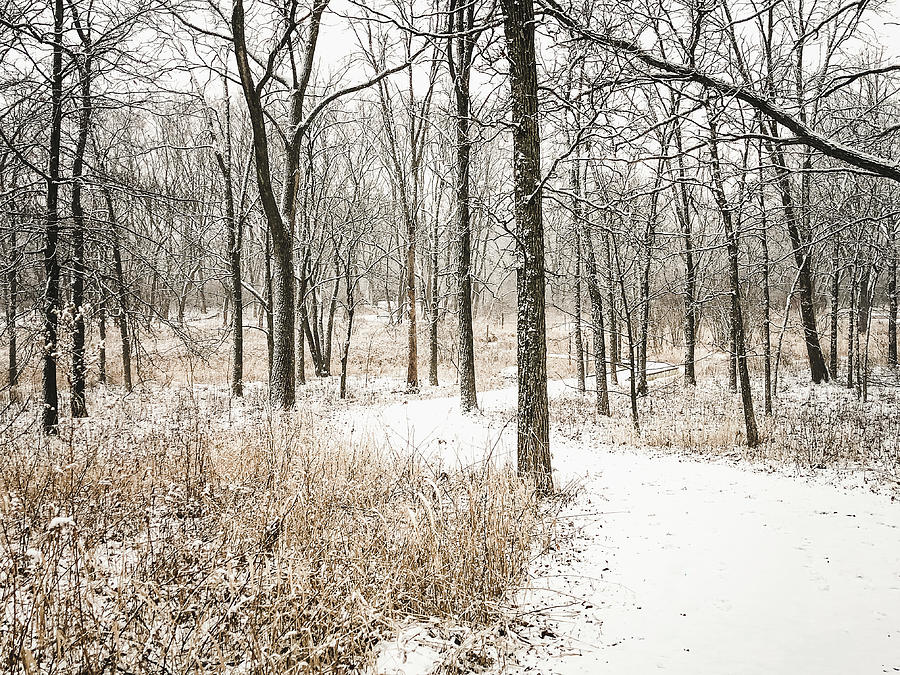 Winter Path in the Marsh Photograph by Joni Eskridge
