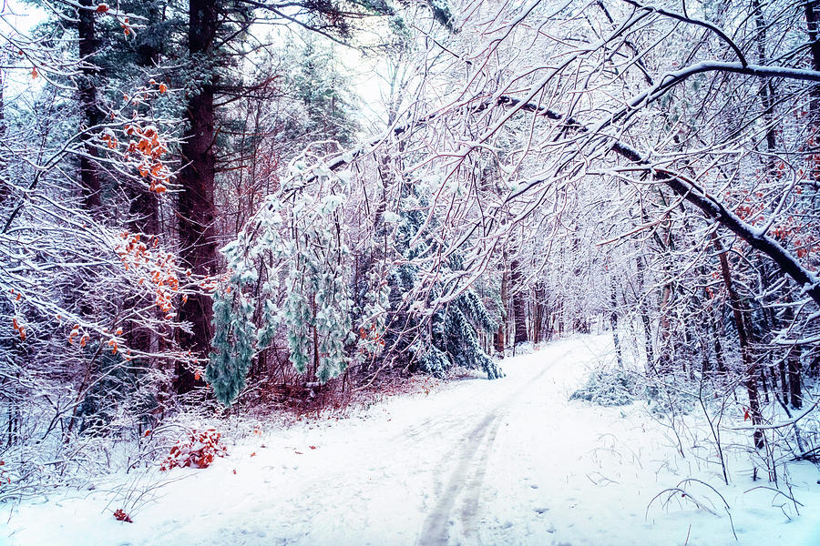 Winter path in the woods 6 Photograph by Lilia S