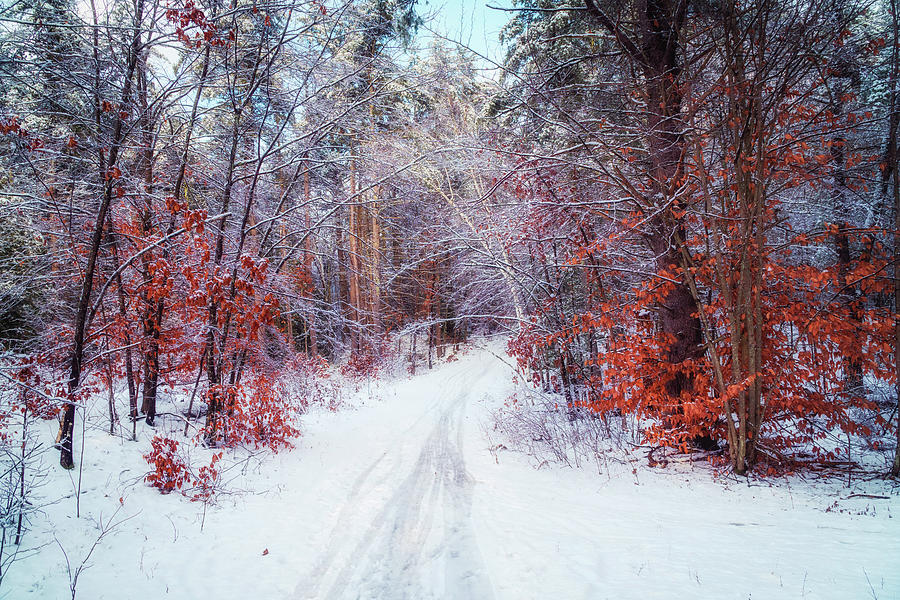 Winter path in the woods Photograph by Lilia S