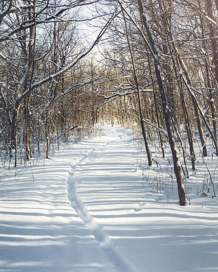 Winter Path Photograph by Scott Norris