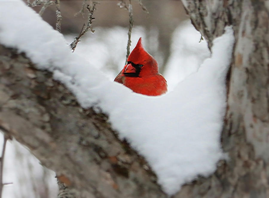 Winter Perch Photograph by Michael Friedman