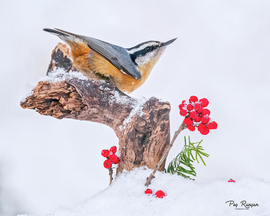 Winter Perch Photograph by Peg Runyan