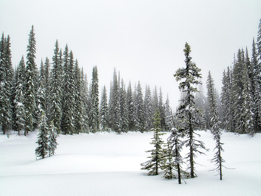 Winter Perspective Photograph by Allan Van Gasbeck