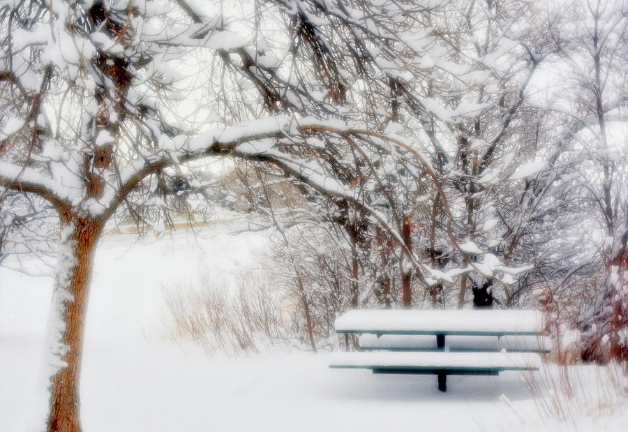 Winter Photograph - Winter Picnic 2 by Diane Alexander