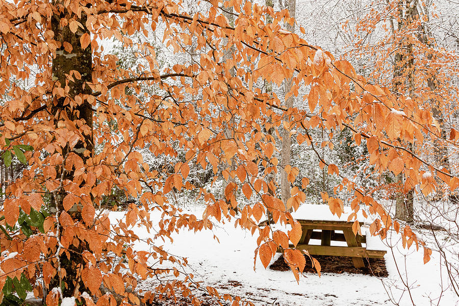 Winter Picnic Photograph by Joni Eskridge