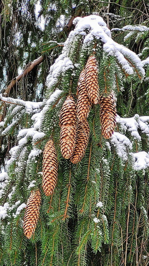 Winter Pine Cones Photograph by Anthony Sacco