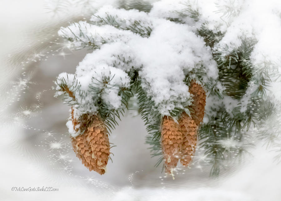 Winter Pine Cones Photograph
