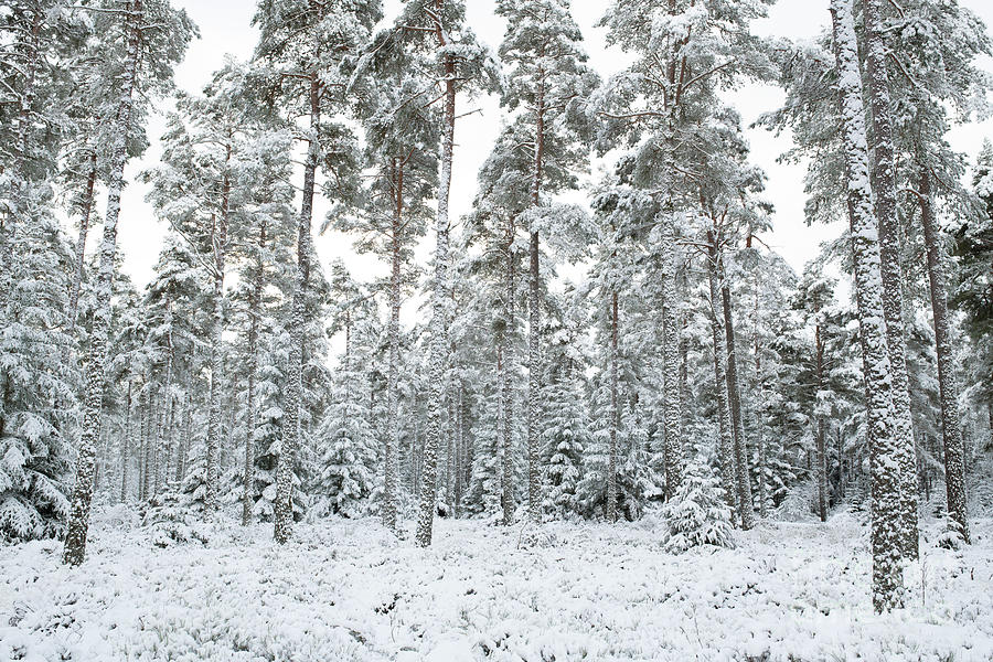 Winter Pine Forest Photograph by Tim Gainey