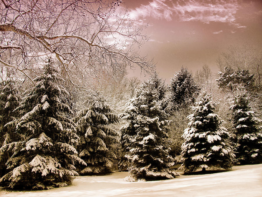 Winter Pine Photograph by Jessica Jenney