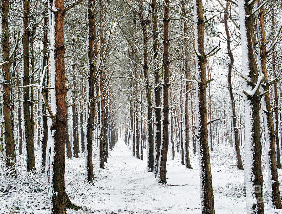 Winter Pine Tree Pathway Photograph by Tim Gainey
