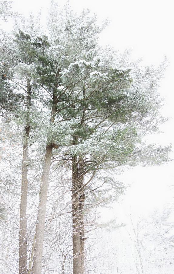 Winter Pines Photograph by Marcia Lee Jones