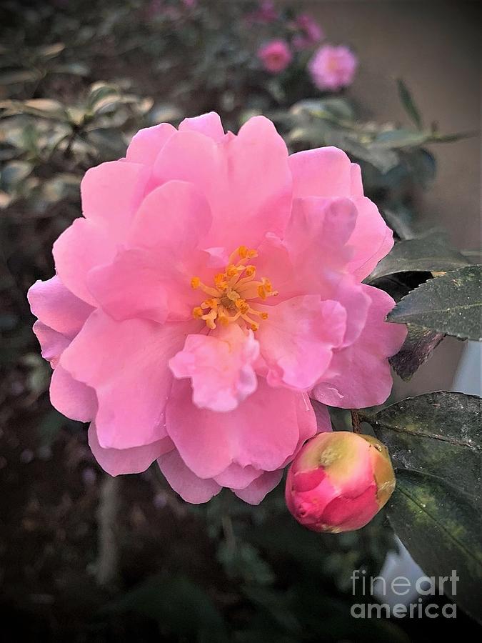Winter Pink Camelia In New Orleans Photograph by Michael Hoard
