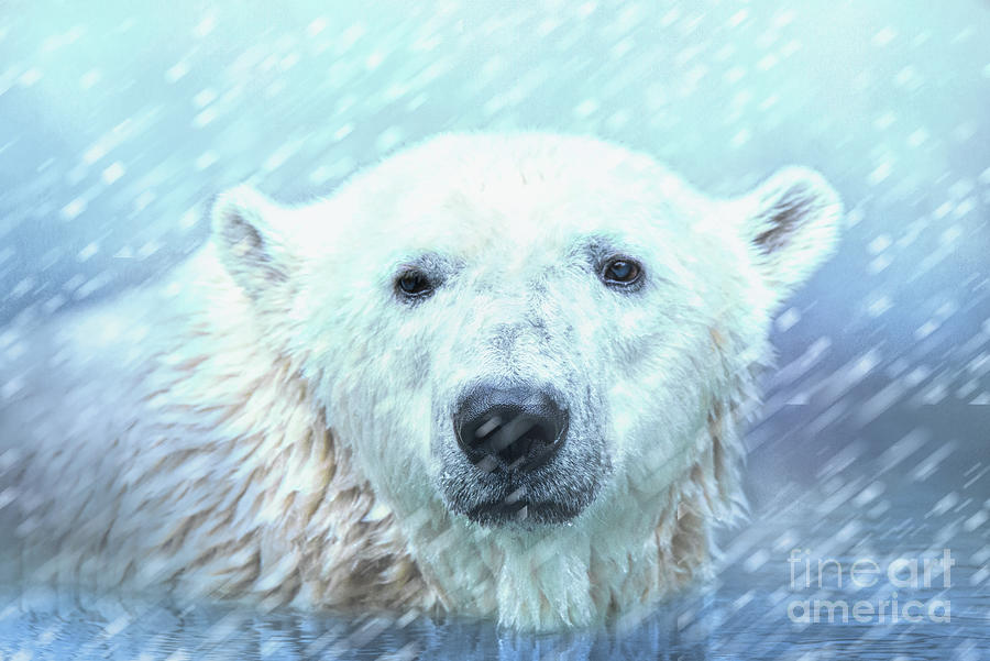 Winter Polar Bear Photograph by Ed Taylor