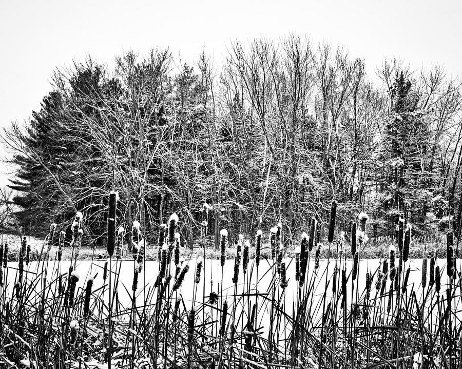 Winter Pond Photograph by Sarah Lilja