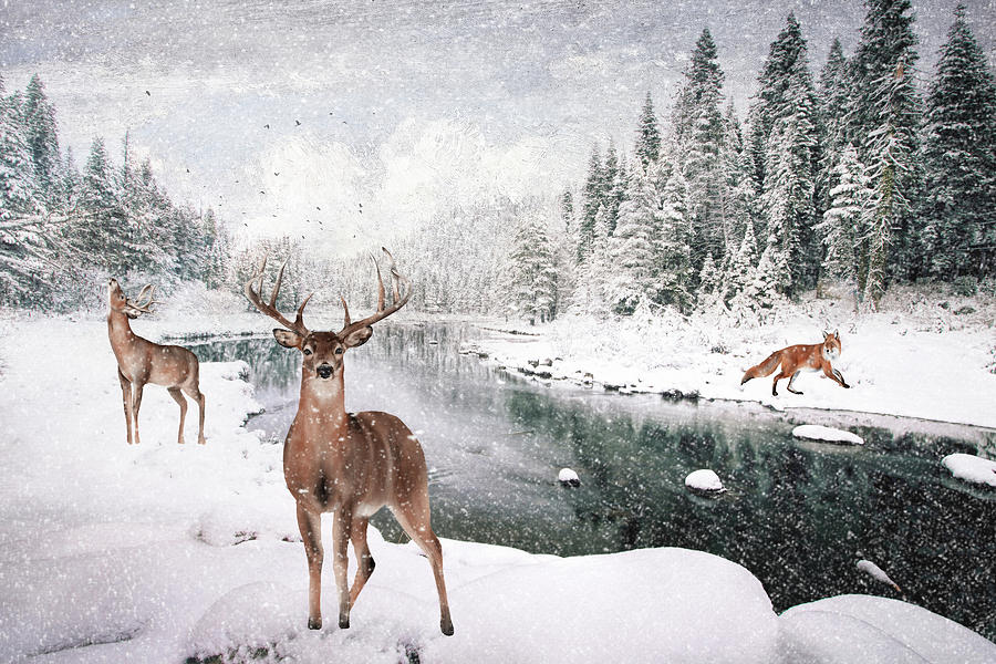 Winter Pond Digital Art by TnBackroadsPhotos