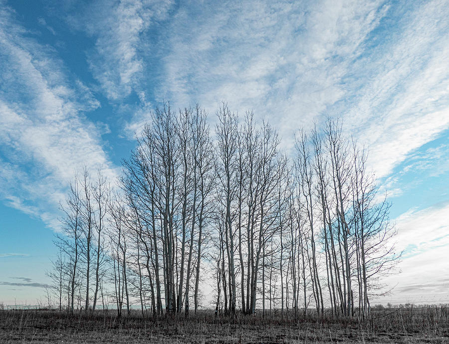 Sky Photograph - Winter poplar bluff and sky by Karen Rispin