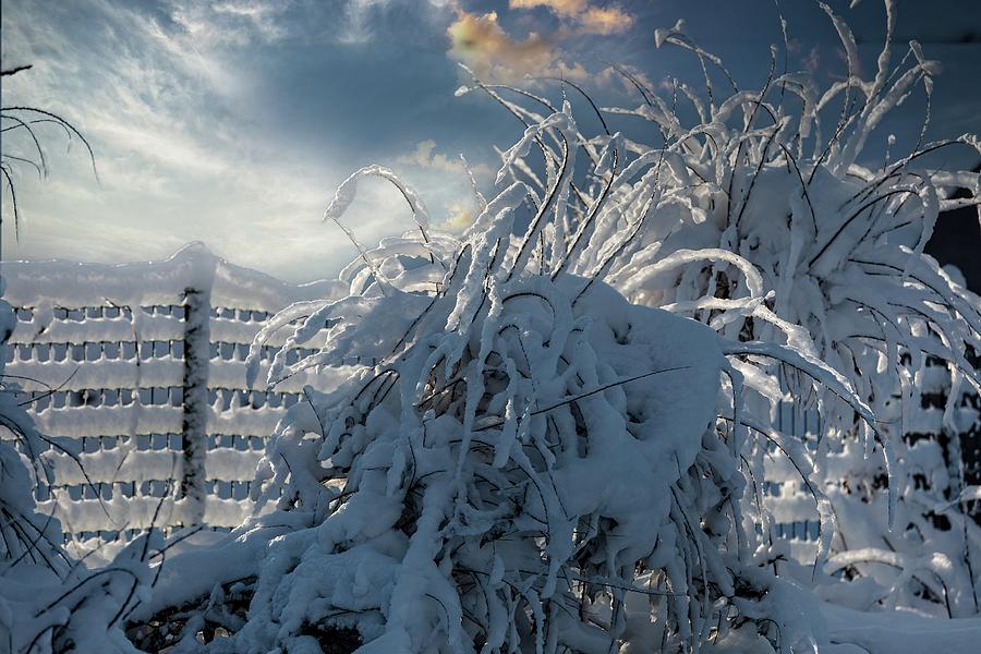 Winter / Portrait  Photograph by Aleksandrs Drozdovs