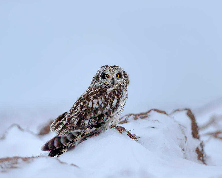 Winter portrait of a short-eared owl Photograph by Murray Rudd