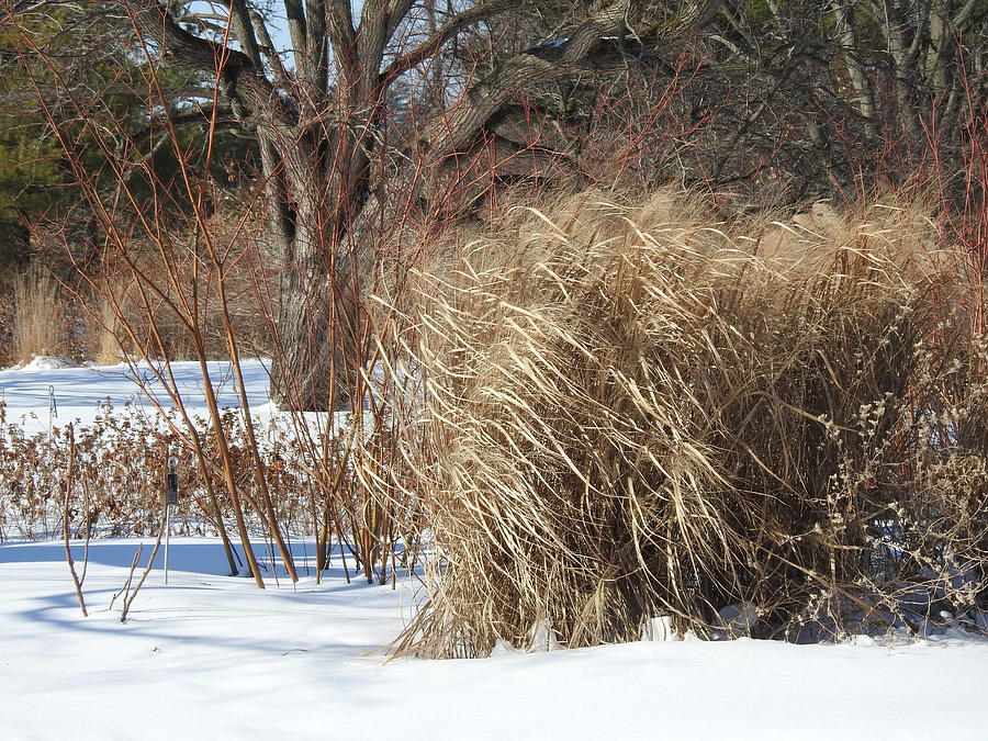 Winter Prairie Grass  Photograph by Barbara Ebeling