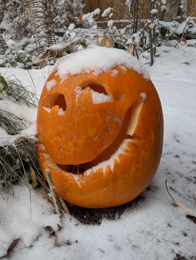 Winter pumpkin Photograph by Lisa Mutch
