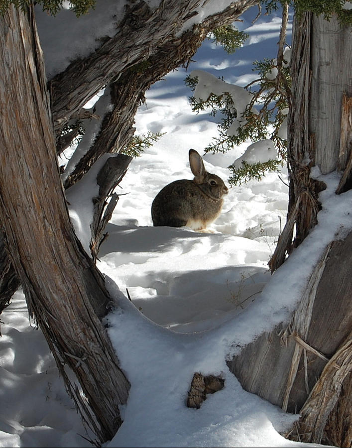 Winter Rabbit Photograph by James DeFazio