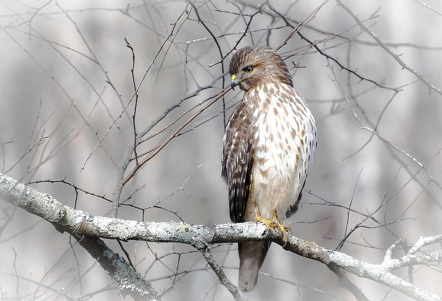 Winter Raptor Photograph by Fraida Gutovich - Fine Art America