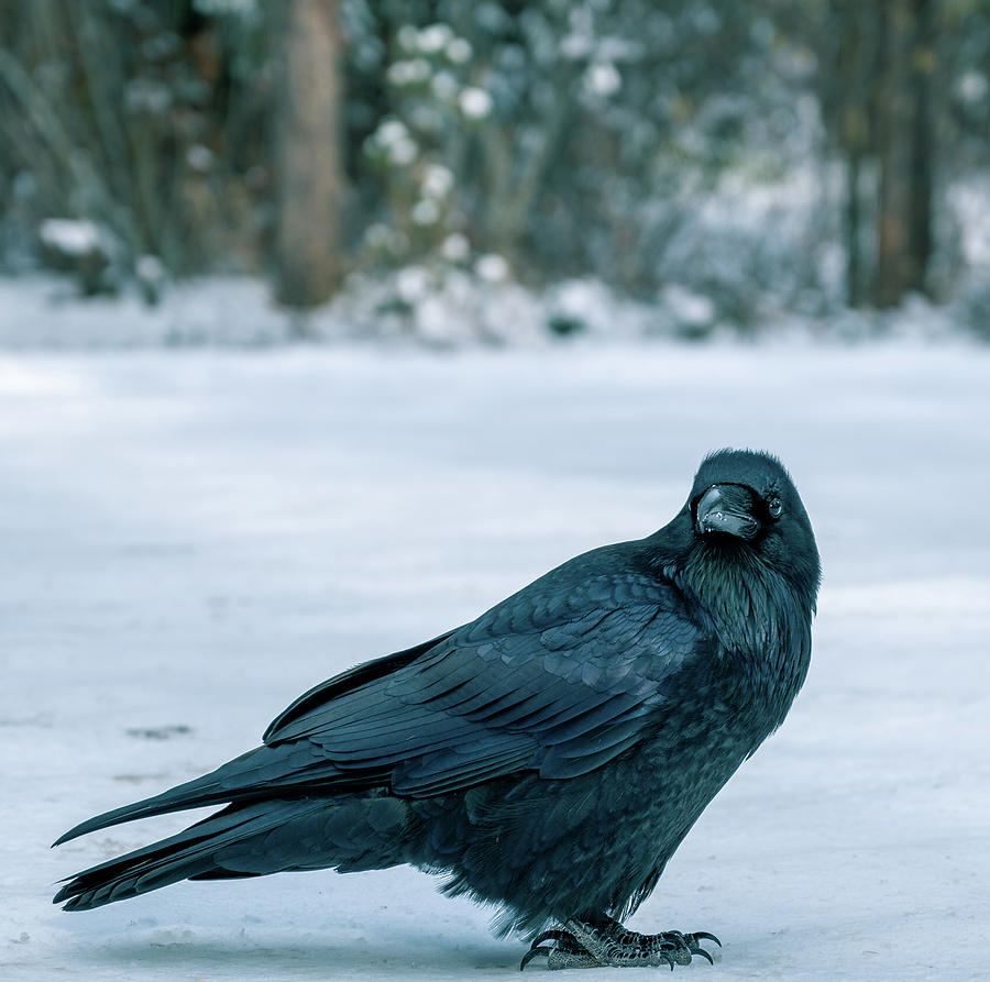 Ravens in Winter