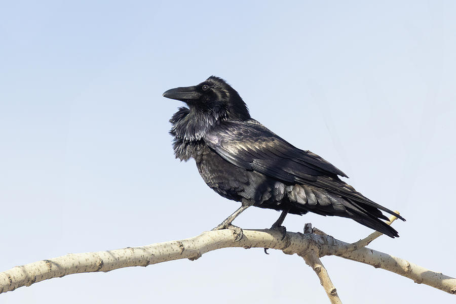 Winter Raven Photograph by Mircea Costina Photography - Fine Art America